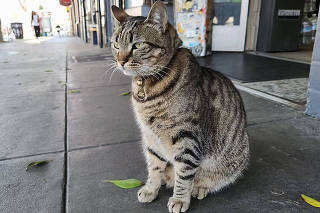 Morte do gato Gato KitKat